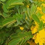 Senna occidentalis Levél