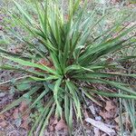 Yucca rupicola Хабит