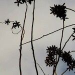 Cedrela odorata Frucht