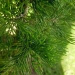 Chamaecyparis obtusa Hoja