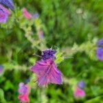 Echium creticum Flower