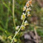 Sesamoides purpurascens Flor