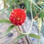 Gomphrena haageana Flower