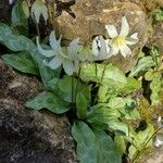Erythronium oregonum Flower