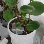 Peperomia magnoliifolia葉