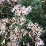 Eupatorium cannabinum花