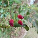 Agarista salicifolia Flor