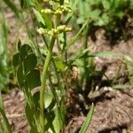 Botrychium lunaria Habit