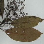 Aiouea laevis Flor