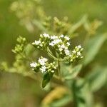 Stevia ovata Žiedas