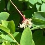 Phyllanthus pulcher फूल