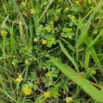 Trifolium dubium Цвят