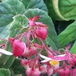 Begonia hatacoa Blomst