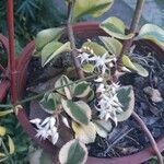 Crassula sarmentosa Flower