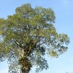 Handroanthus capitatus Habitus
