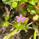 Geranium lucidum Folio