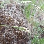 Danthonia decumbens List