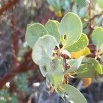 Arctostaphylos patula Leaf