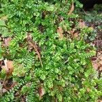 Selaginella helvetica ഇല