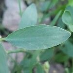 Polygonum arenastrumLeaf