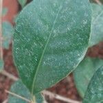 Syzygium myrtifolium Leaf