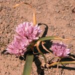 Allium parvum Цветок