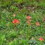 Castilleja indivisa फूल