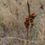 Carex liparocarpos Fruit