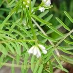 Vicia hirsuta Kukka