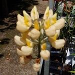 Lupinus arboreus Fiore