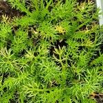 Chamaemelum nobile Leaf