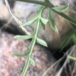 Centaurea ornata Leaf