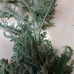 Artemisia afra Φλοιός
