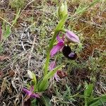 Ophrys bertolonii Habit