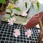 Begonia goegoensis Blomma