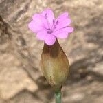 Petrorhagia prolifera 花