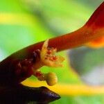 Endiandra sebertii Flor
