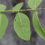 Zanthoxylum chalybeum पत्ता