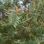 Melaleuca alternifolia Blad