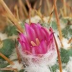 Mammillaria compressa Квітка