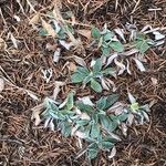 Antennaria parvifolia Листок