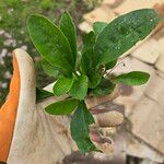 Coreopsis auriculata Leaf