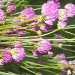 Polygala longicaulis 花