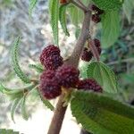 Debregeasia longifolia Fruit