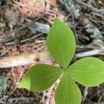 Medeola virginiana List