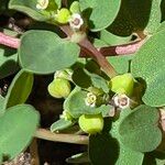 Euphorbia serpens फूल