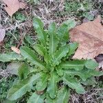 Hypochaeris glabra Leaf