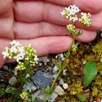 Galium anisophyllon Kvet