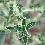 Amaranthus blitoides Folla