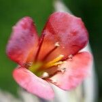 Kalanchoe rosei Flower